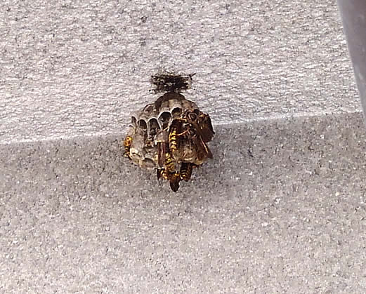 アシナガバチの巣駆除軒下